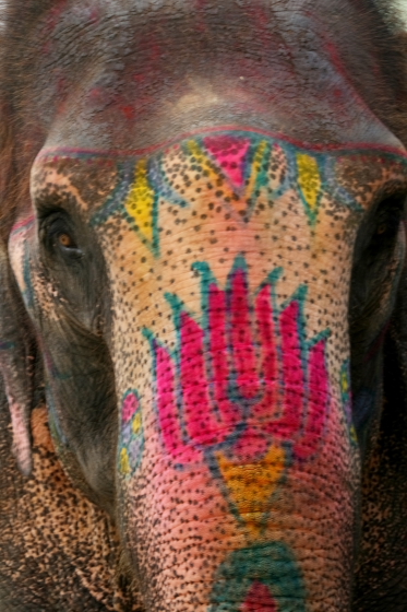 paintings on a elephant.JPG